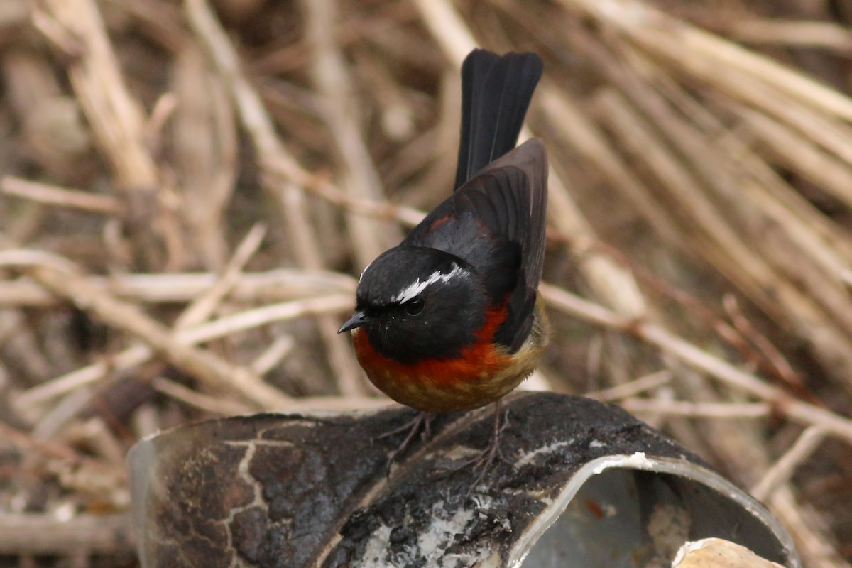 Robin de Johnstone - ML643881683