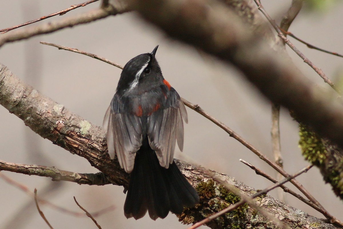 Robin de Johnstone - ML643881685