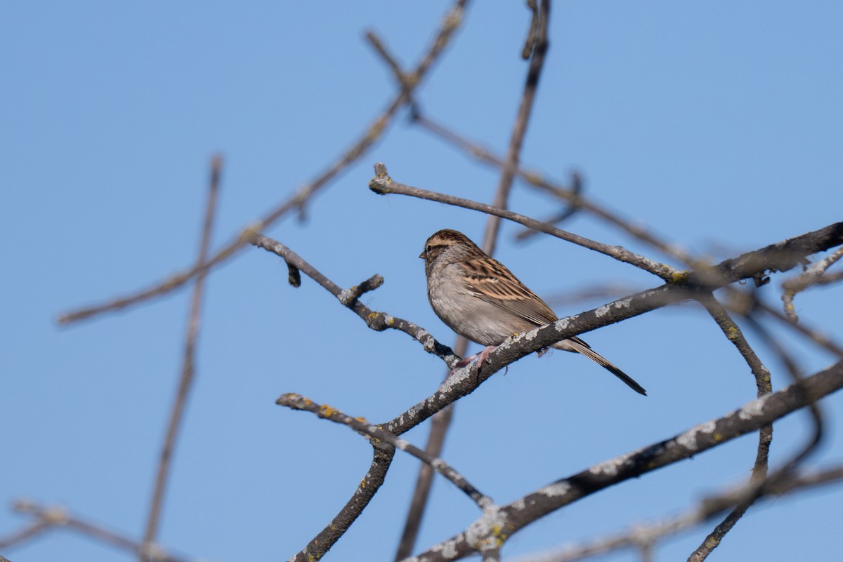 Карнатка білоброва - ML643881716