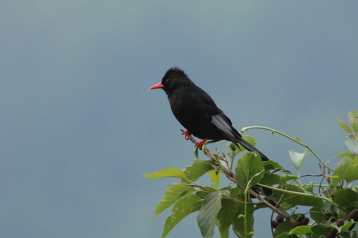 Black Bulbul (Gray-winged) - ML643881735