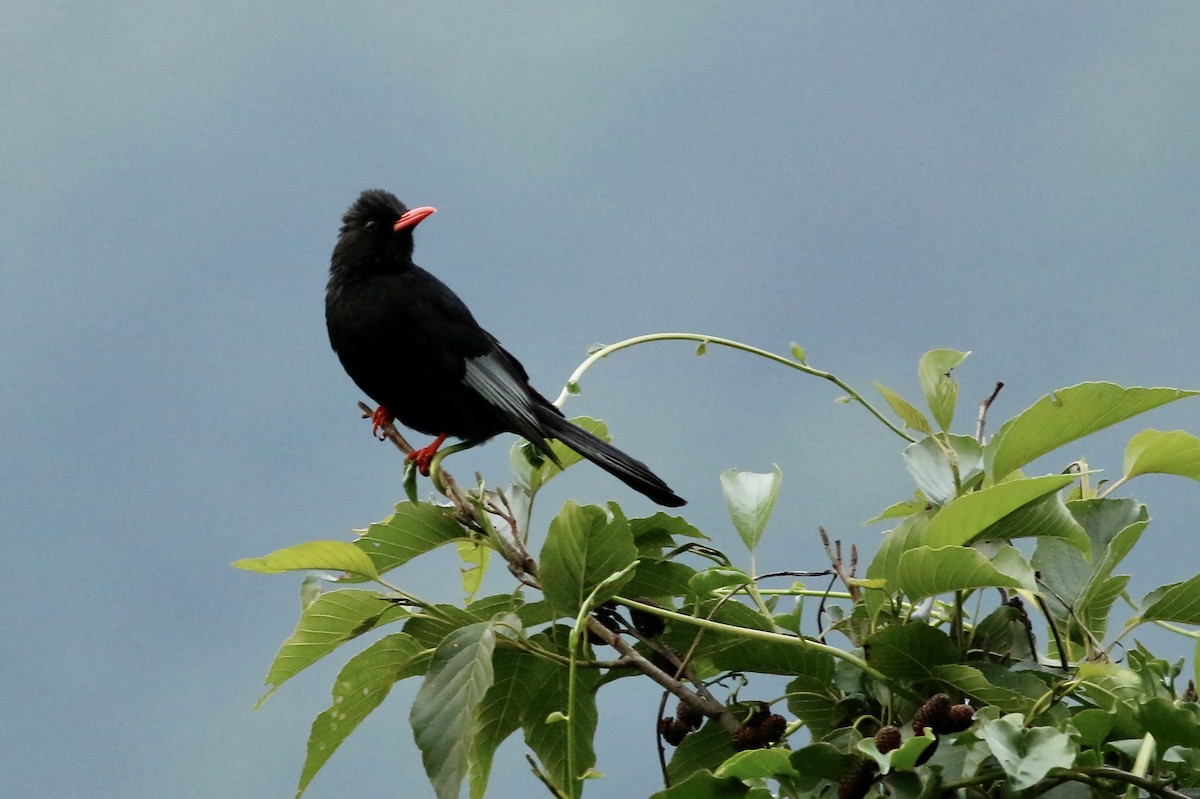 Black Bulbul (Gray-winged) - ML643881736