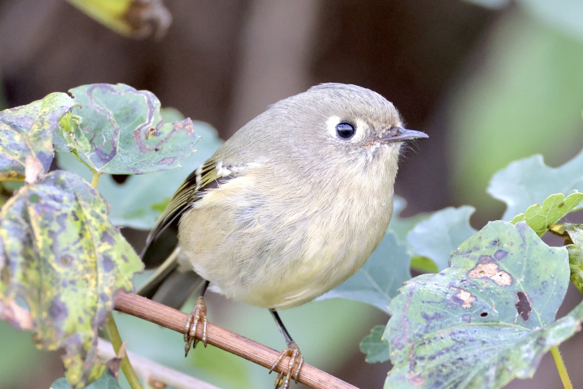 Ruby-crowned Kinglet - ML643881737