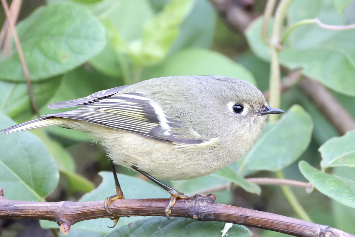 Ruby-crowned Kinglet - ML643881743