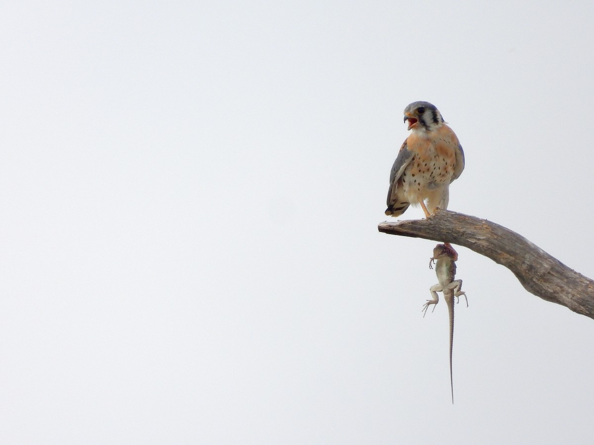 American Kestrel - ML643881744