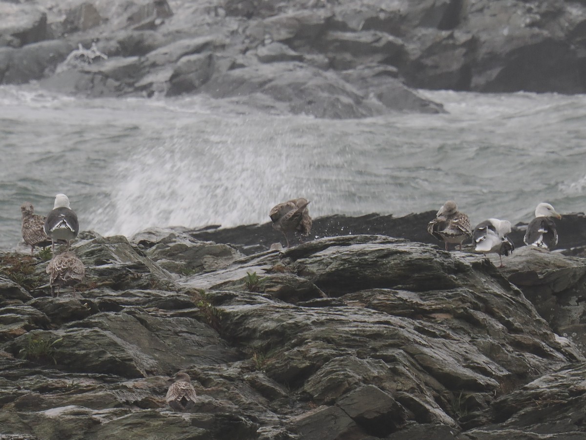 Great Black-backed Gull - ML643881745