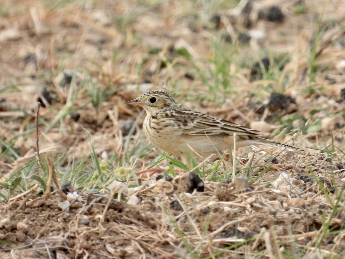 Sprague's Pipit - ML643881750