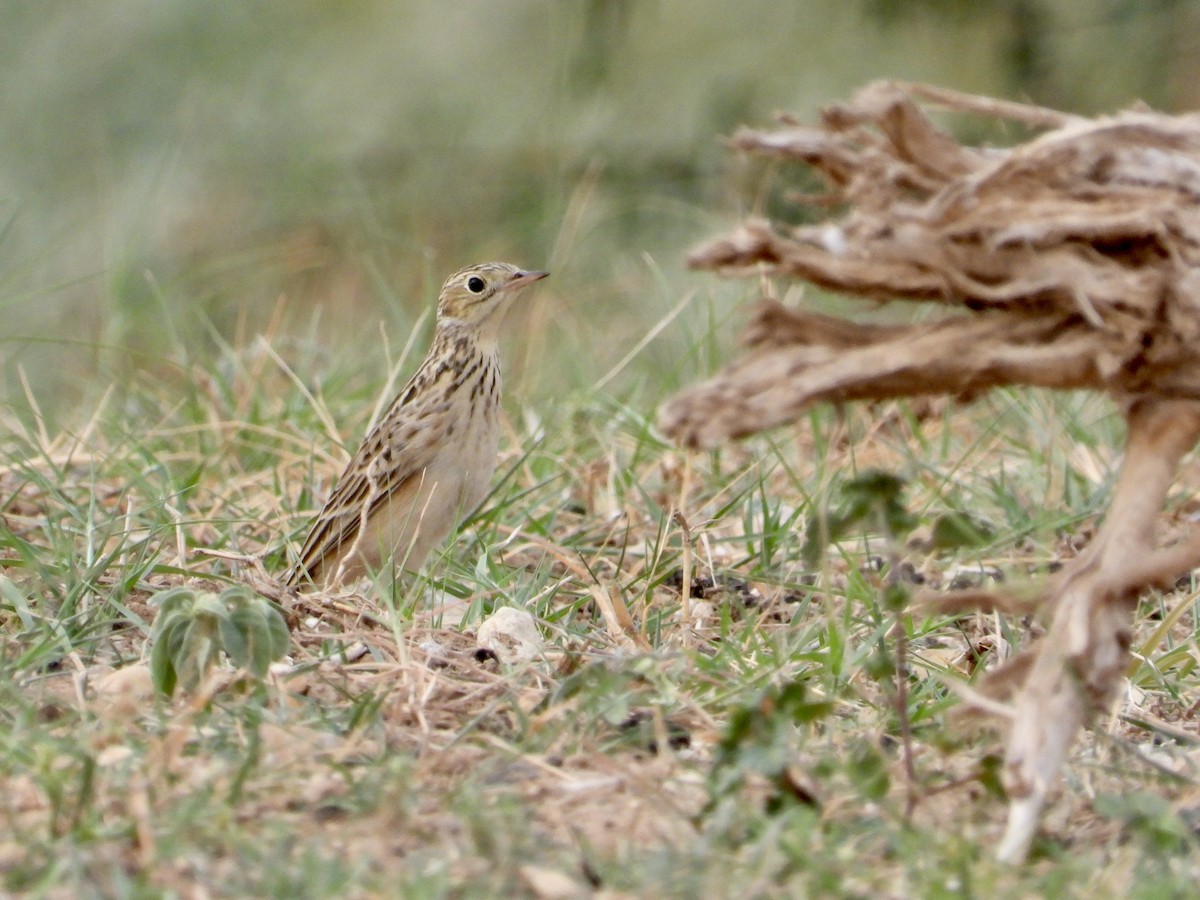 Sprague's Pipit - ML643881751