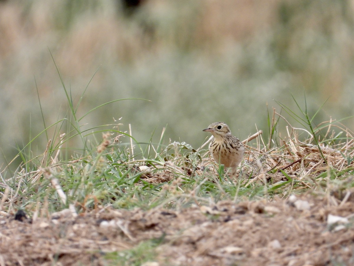 Sprague's Pipit - ML643881752