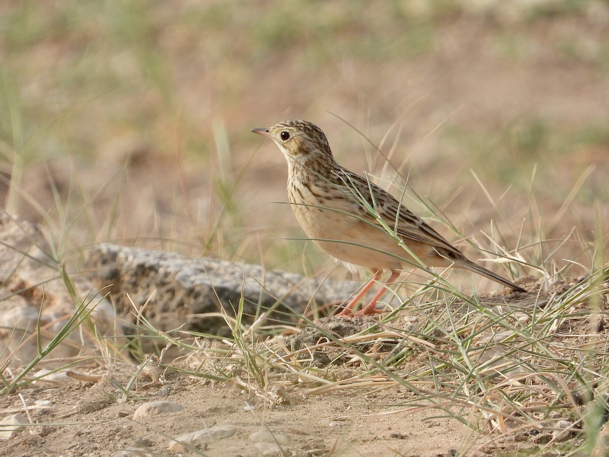 Sprague's Pipit - ML643881753