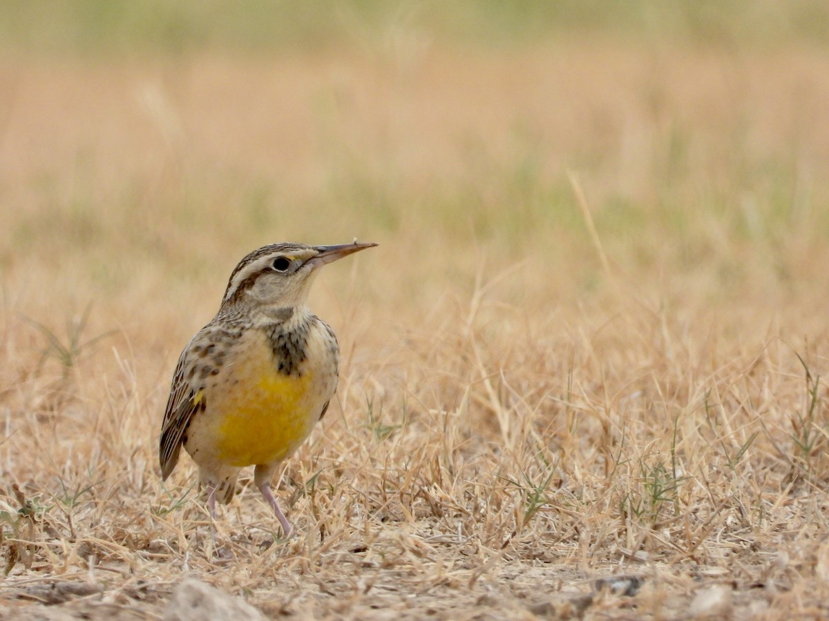 Western Meadowlark - ML643881763