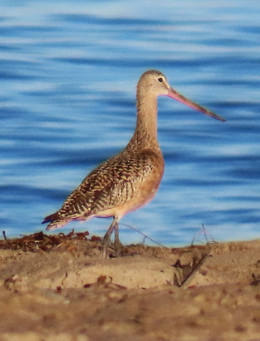 Marbled Godwit - ML643881764