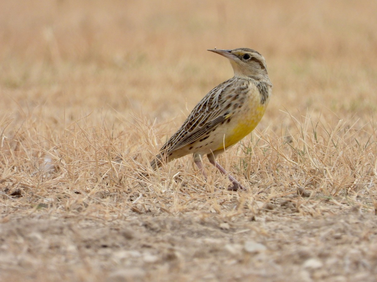Western Meadowlark - ML643881765