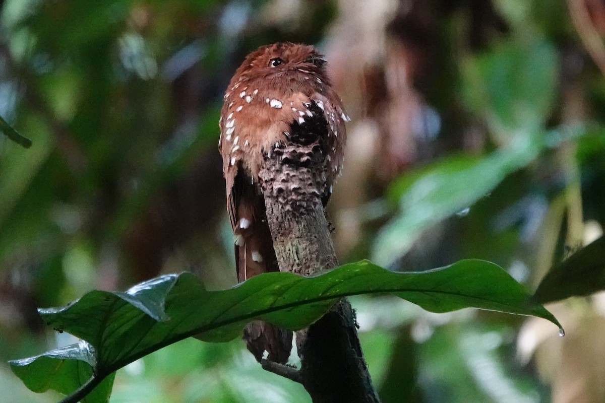 サビイロタチヨタカ - ML643881769