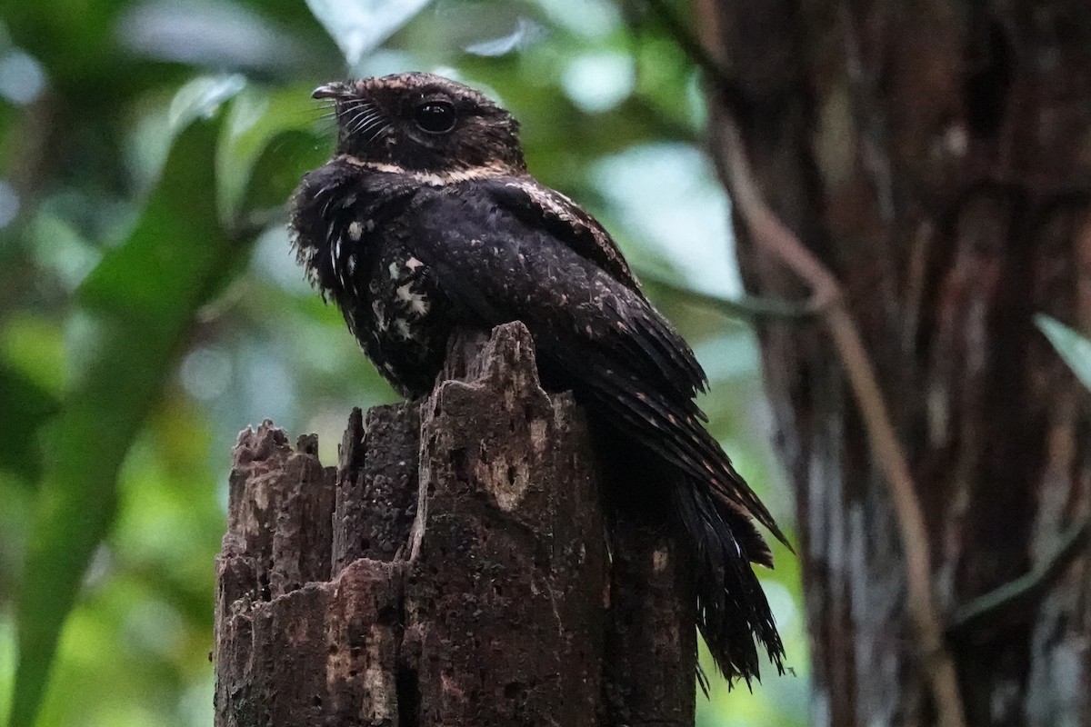 Дрімлюга парагвайський - ML643881780