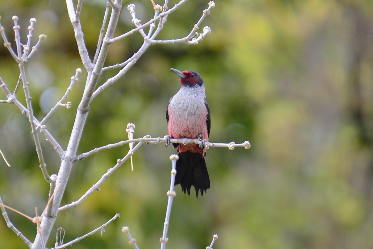 Lewis's Woodpecker - ML643881796