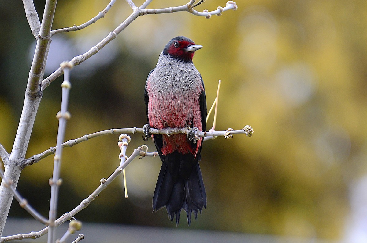 Lewis's Woodpecker - ML643881797