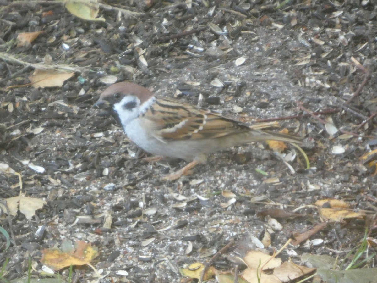 麻雀 - ML643881807