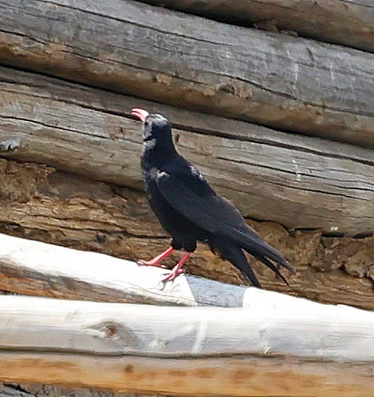 Chova Piquirroja - ML643881846