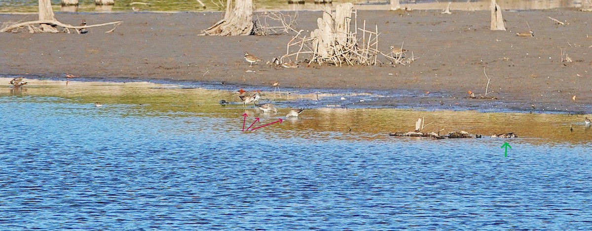 Agujeta Escolopácea - ML643881864