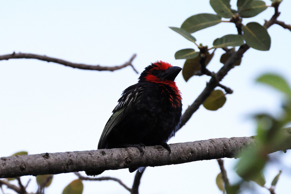 Черноклювая либия - ML643881874