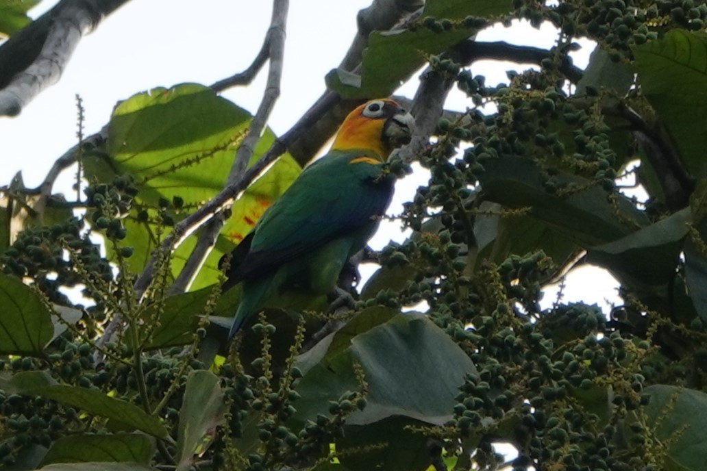 Saffron-headed Parrot - ML643881876