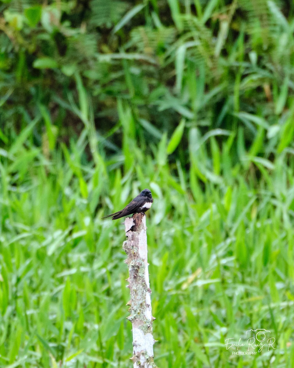 White-banded Swallow - ML643881886