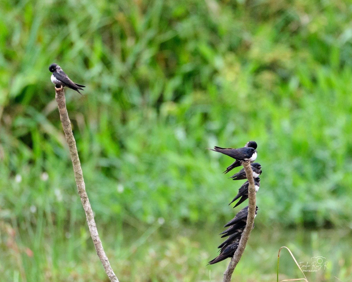 White-banded Swallow - ML643881887