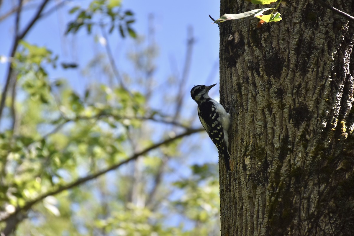 Hairy Woodpecker - ML643881890