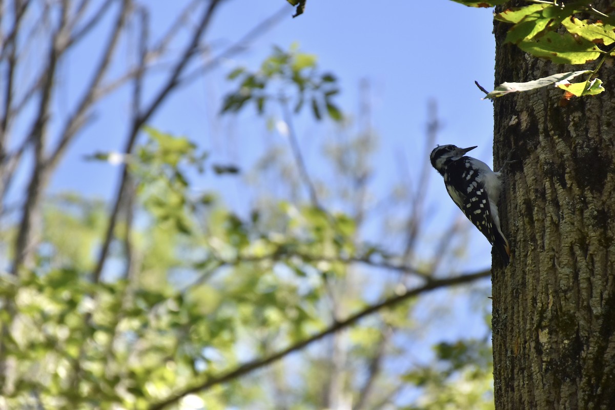 Hairy Woodpecker - ML643881891