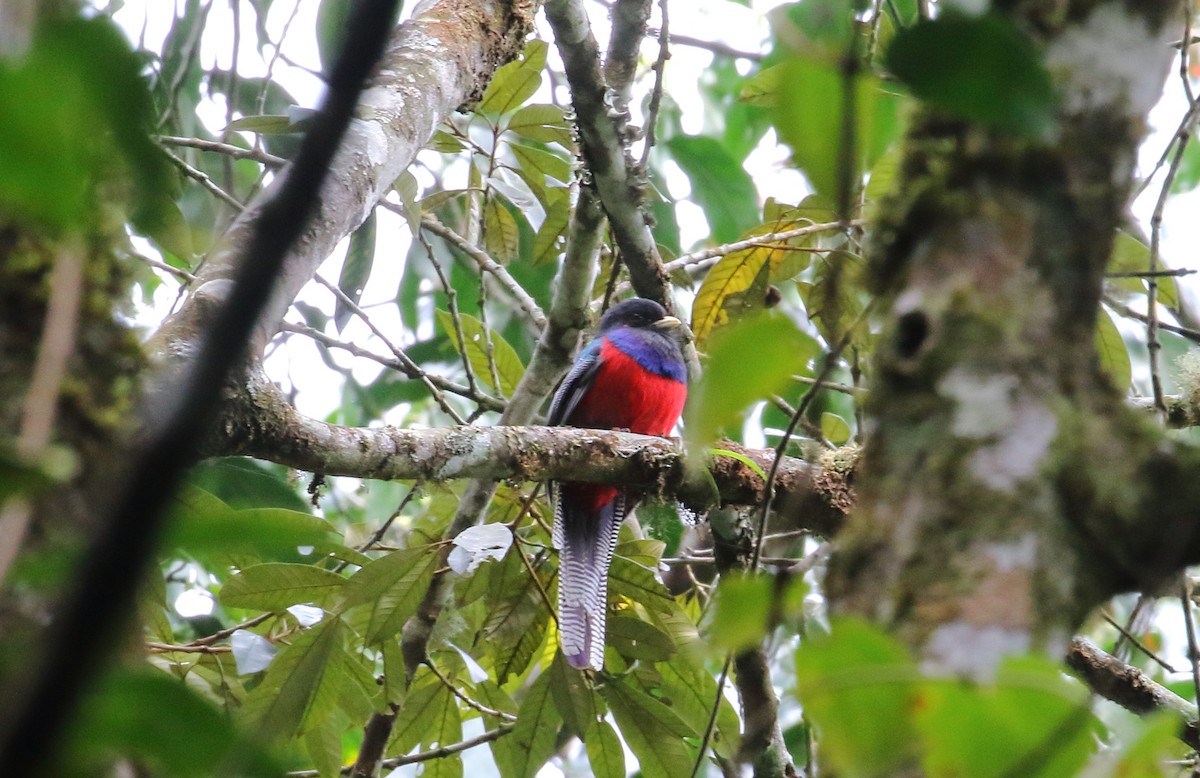 Bar-tailed Trogon - ML643881899