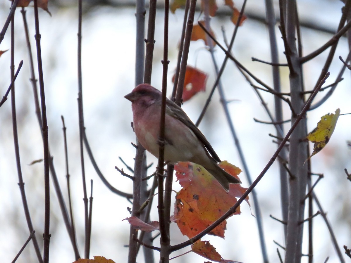 Purple Finch - ML643881920