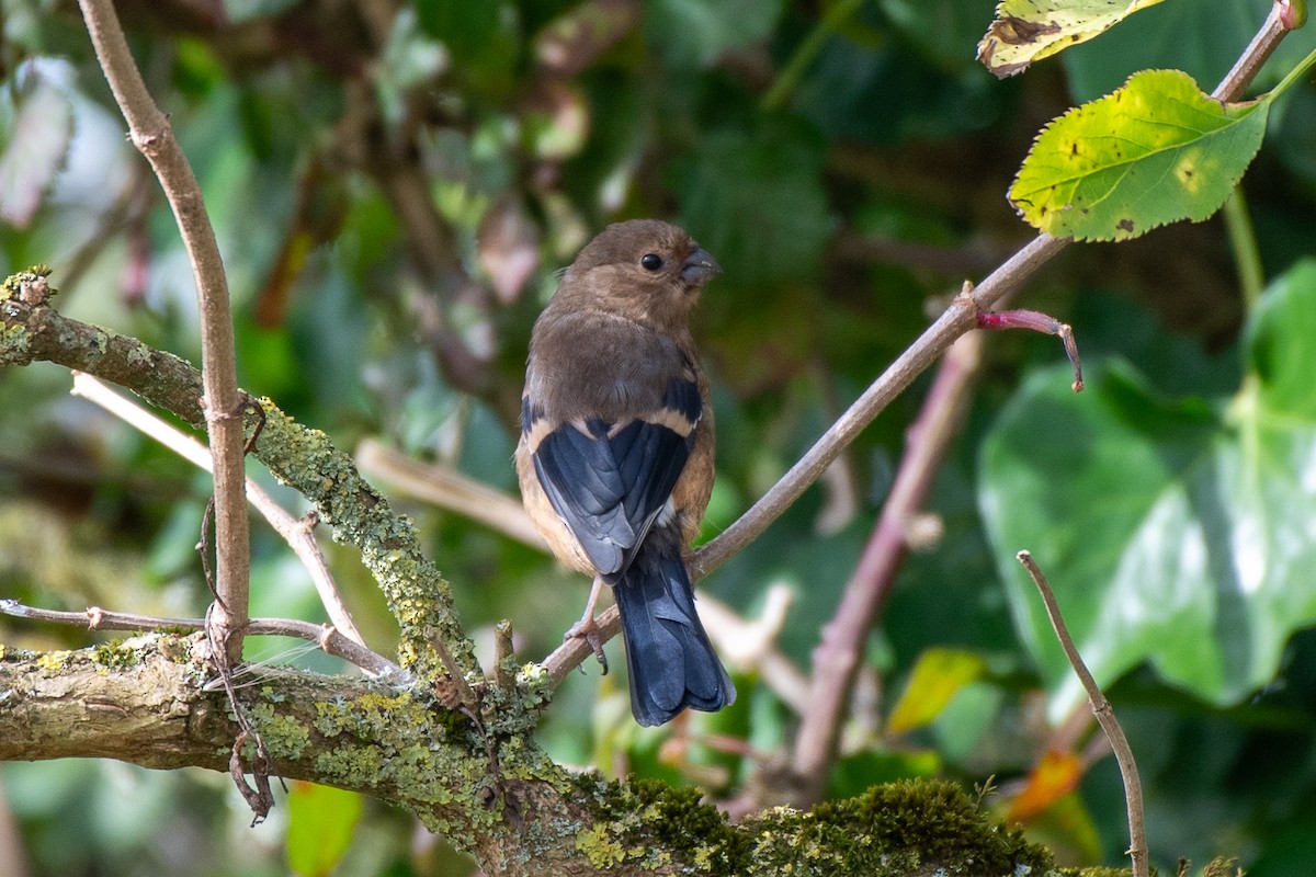 Eurasian Bullfinch (Eurasian) - ML643881925