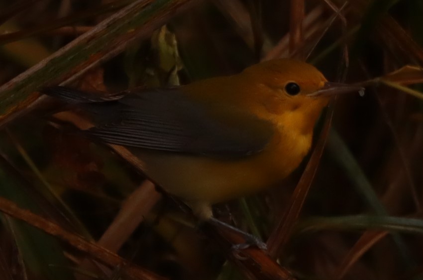 Prothonotary Warbler - ML643881929