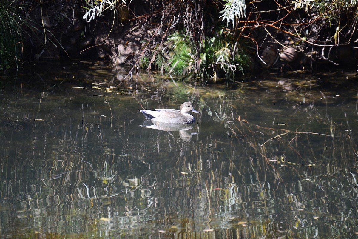 Gadwall - ML643881930