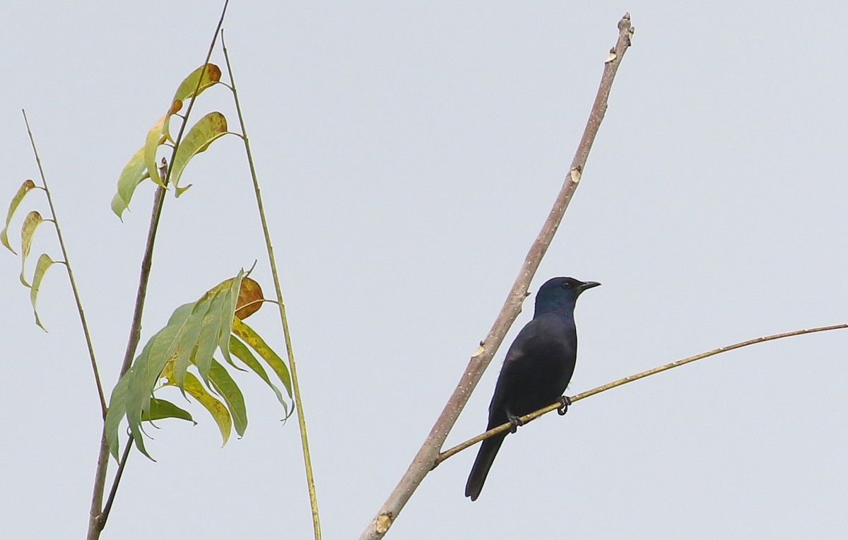 Estornino de Waller - ML643881939