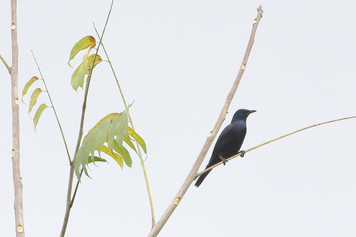 Estornino de Waller - ML643881940
