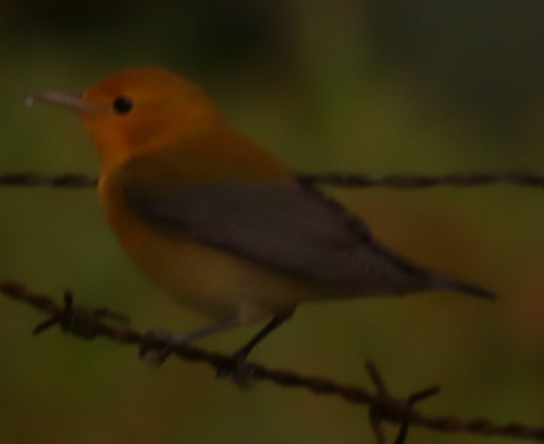 Prothonotary Warbler - ML643881945