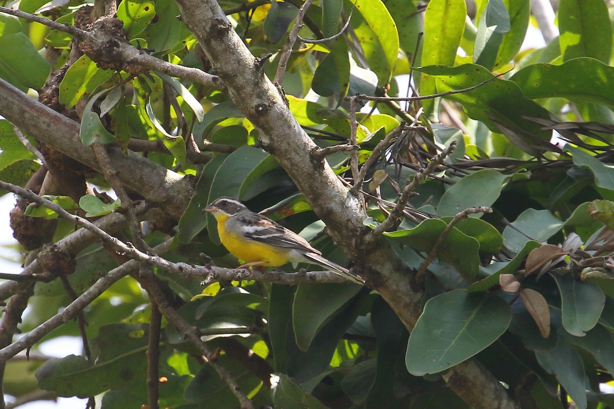Cabanis's Bunting - ML643881960