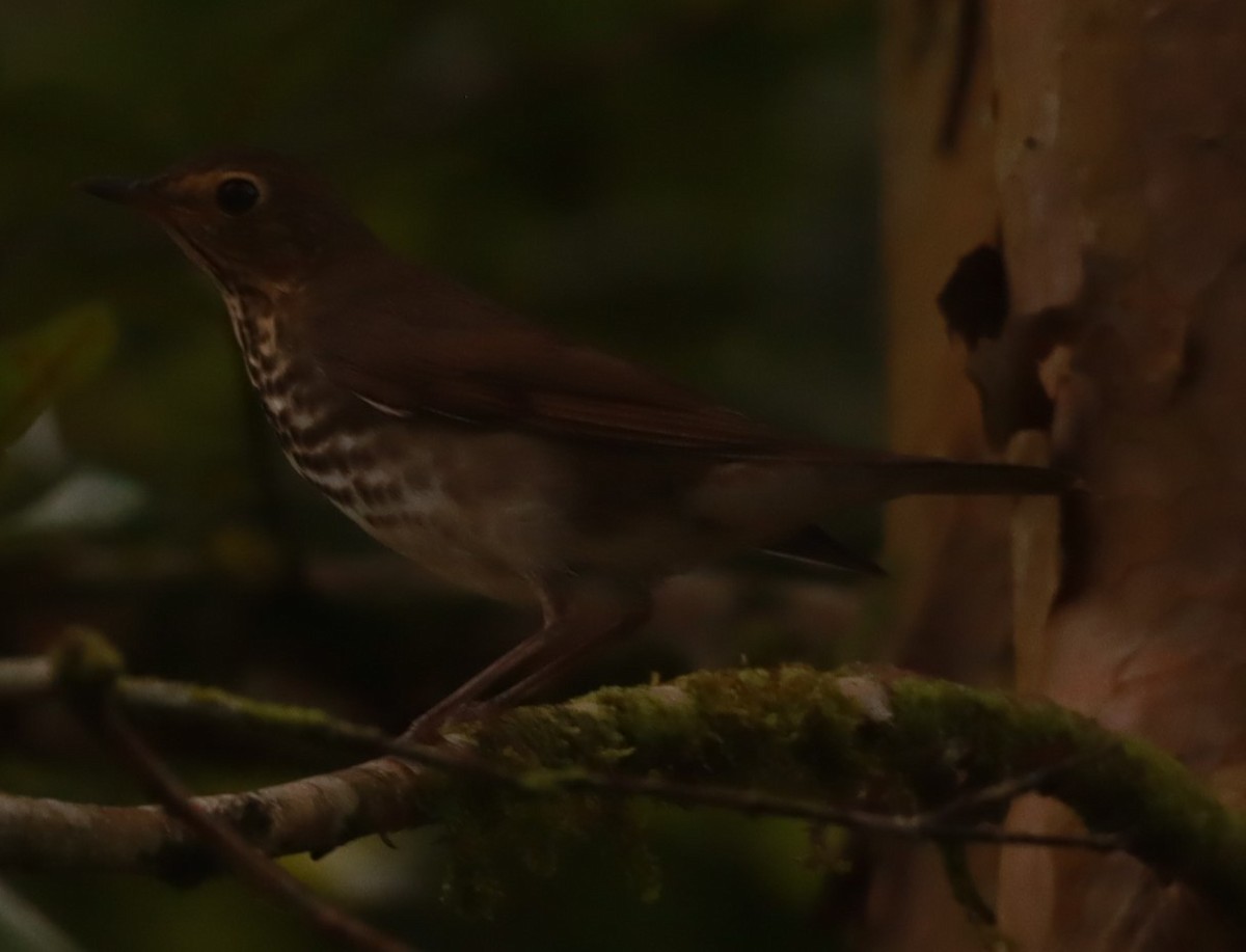 Swainson's Thrush - ML643881972