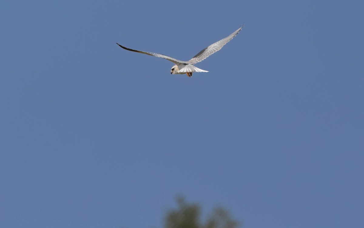 Black-winged Kite - ML643881985