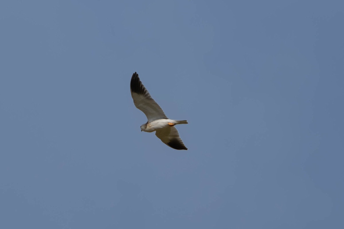Black-winged Kite - ML643881986