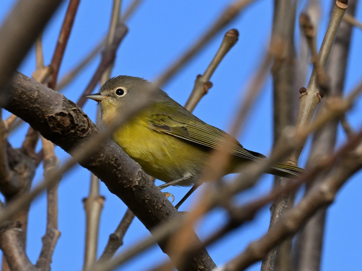 Nashville Warbler - ML643881992