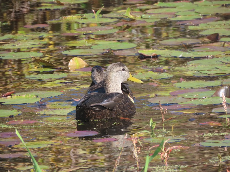 American Black Duck - Ruth Bergstrom
