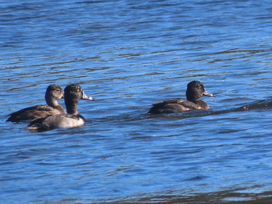 Ring-necked Duck - Ruth Bergstrom