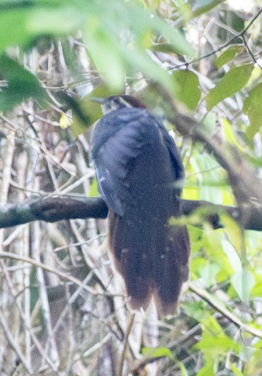 Géocoucou faisan - ML643882044