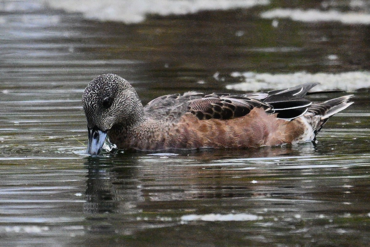American Wigeon - ML643882053