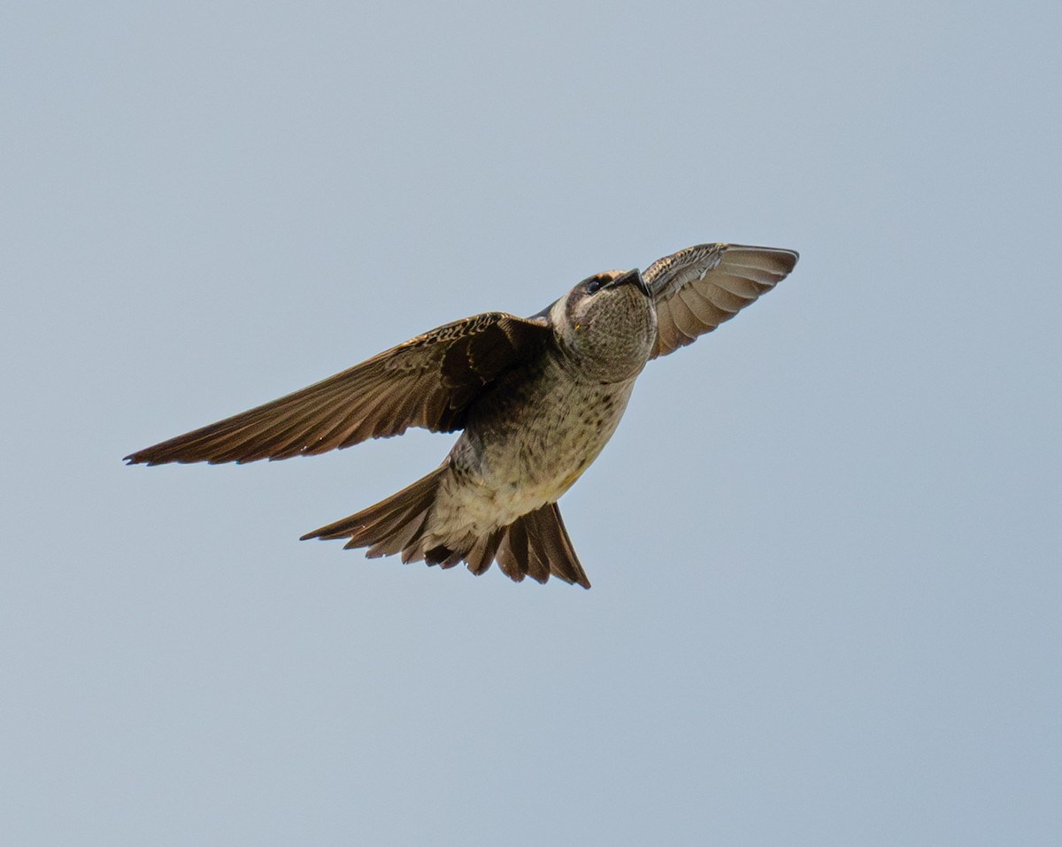 Purple Martin - ML643882054