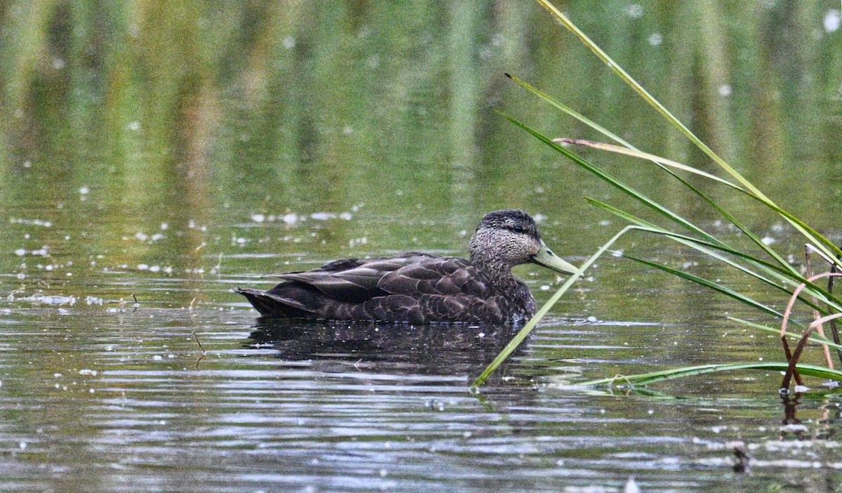 American Black Duck - ML643882055