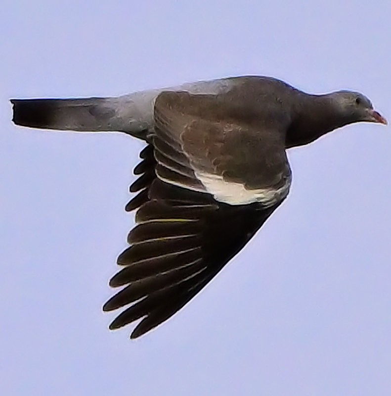 Common Wood-Pigeon - ML643882056