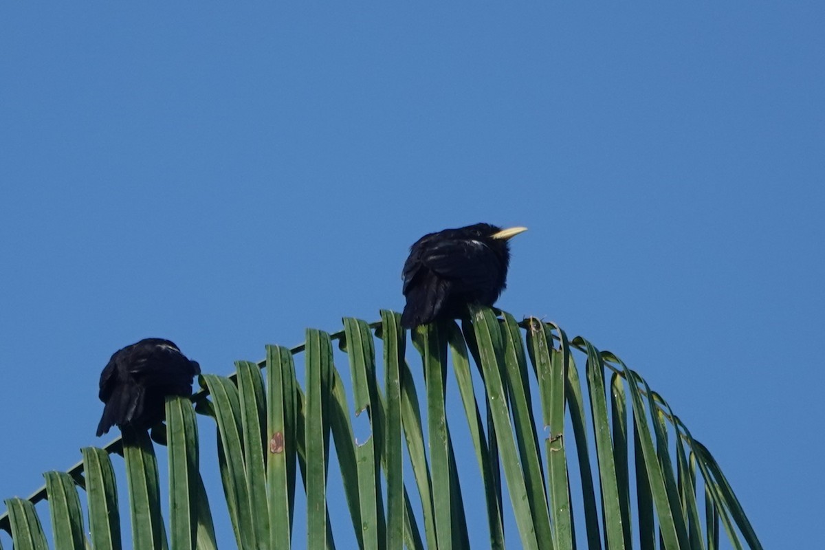 Yellow-billed Nunbird - ML643882062